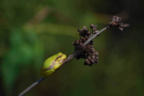 Δενδροβάτραχος Hyla arborea_Λυδία Αλβανού
