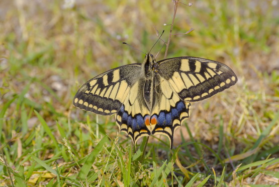 Papilio Machaon_ Φράγμα Έλλης - Παναγιώτης Ευσταθιάδης