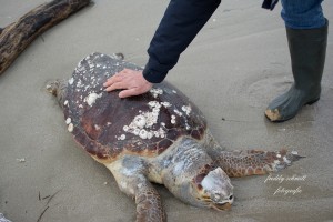 Χελώνα νεκρή_2016_1