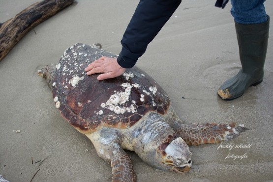 Χελώνα νεκρή_2016_1