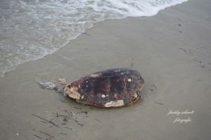 χελώνα νεκρή_2016_2
